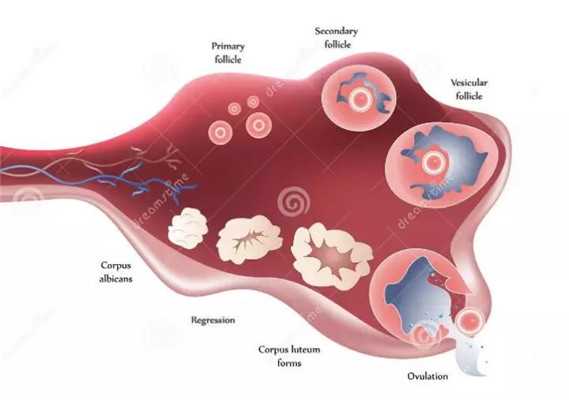 影响试管婴儿移植胚胎着床的子宫内环境问题有