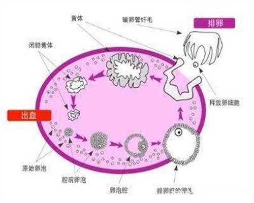 荆州捐卵_子宫内膜异位症合并卵巢储备低，需要