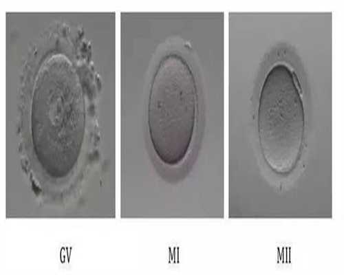 崇州捐卵_西宁捐卵_如何提高卵子质量 备孕期间