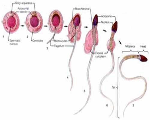 曲靖代孕捐卵，卵巢肿瘤多发的年龄阶段