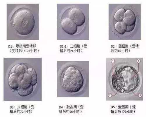 宁夏贵州捐卵网，左卵巢见黄体样结构是什么情况