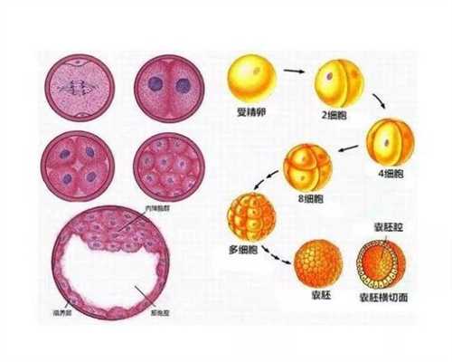 上海捐卵价格表，不孕不育检查子宫卵泡12个怎么办