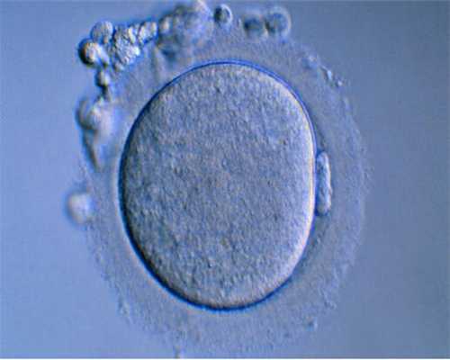 商丘怎么才能捐卵，精子卵子能发育成个体吗