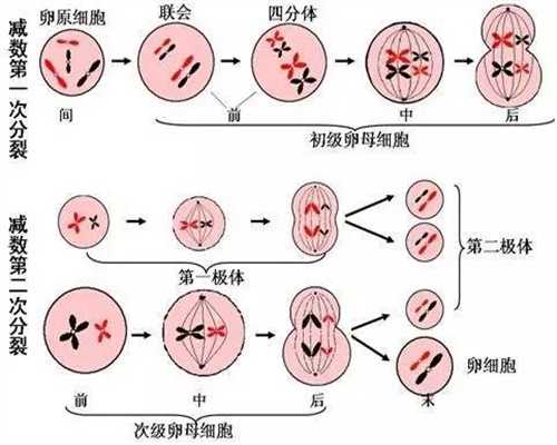 上海试管捐卵网，卵子在体内存活多久卵