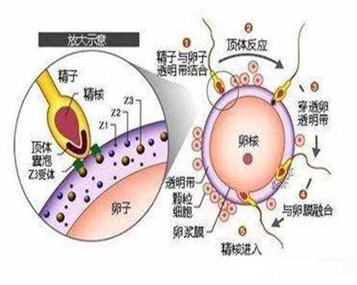 澳门捐卵者,卵巢囊肿会引起北京代怀孕女性经常痛经