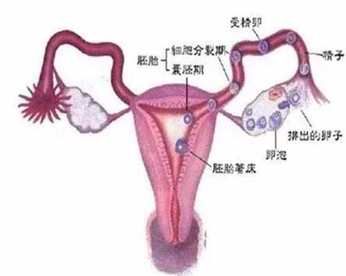 四川高龄捐卵-泰国试管婴儿过程中卵泡监测是为什么？_1