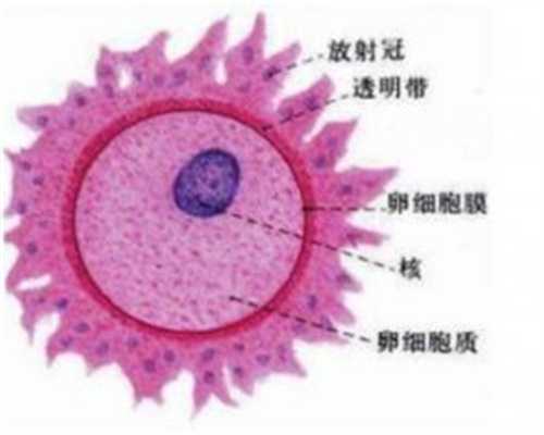 肇庆中国捐卵价格,美国试管婴儿卵胞浆内单精子注射过程_1