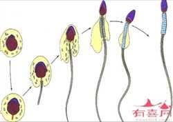 广州供卵试管费用明细一览表，TUBB8基因突变供卵成功率高吗